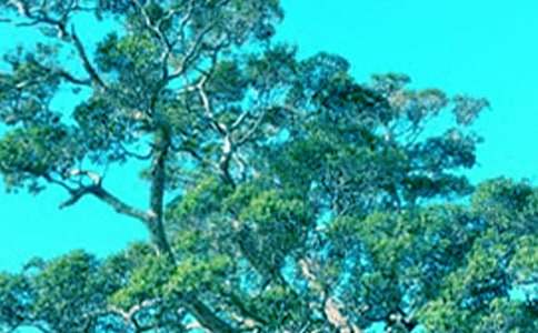 借物抒情的作文600字:仰望大樹(精選27篇)