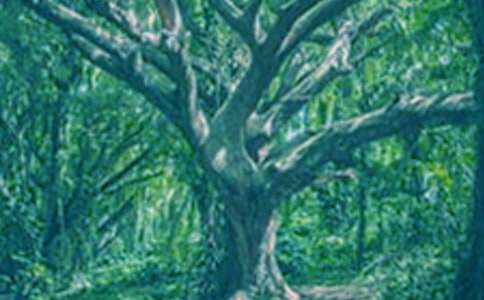 �茑���ľ�������