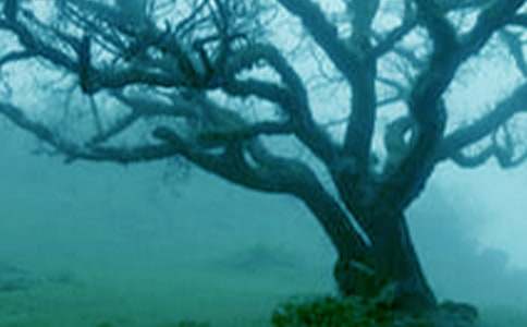 仰望大樹抒情作文精選