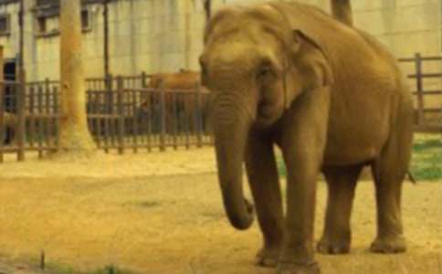 大象童話作文300字10篇