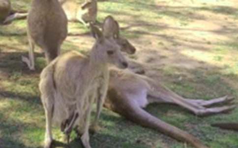 袋鼠作文300字四篇