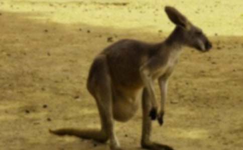 袋鼠作文600字五篇