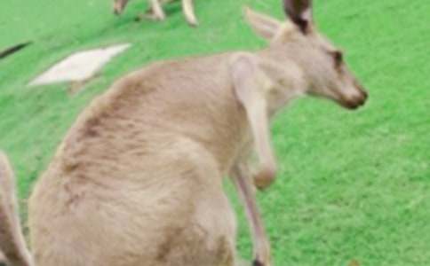 袋鼠作文400字4篇