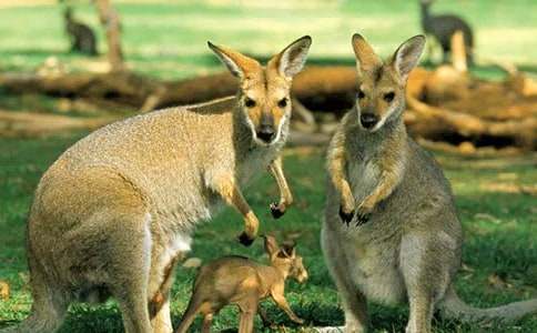 小兔和小袋鼠作文