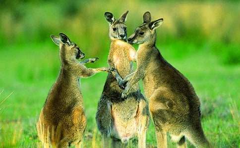 解救小袋鼠童話作文