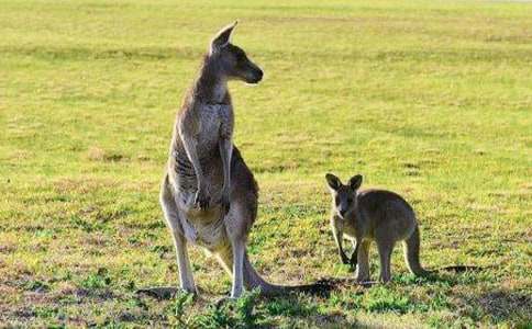 袋鼠作文600字6篇