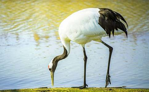 ����ɢ�ģ���һֻ����Q�p�p���w�^