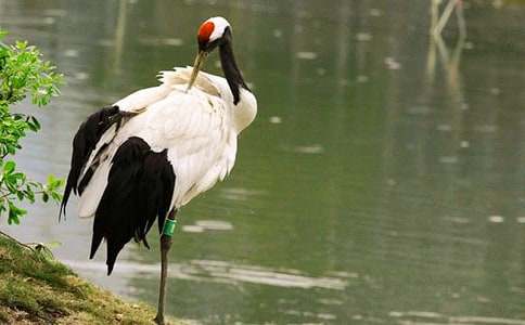 �����ĵ���Q�̰�