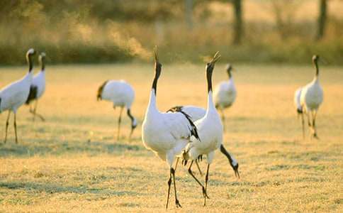 春天讓我想起北方丹頂鶴詩歌