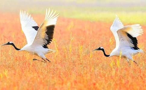 丹頂鶴作文600字(精選25篇)