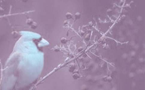 小學(xué)生動(dòng)植物啟示的作文