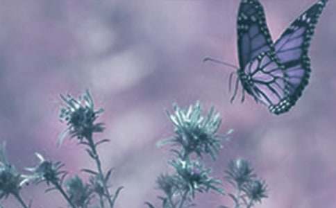 動(dòng)植物的觀察作文