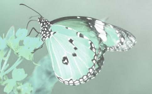 ��ֲ��Ć�ʾ���ģ����x3ƪ��