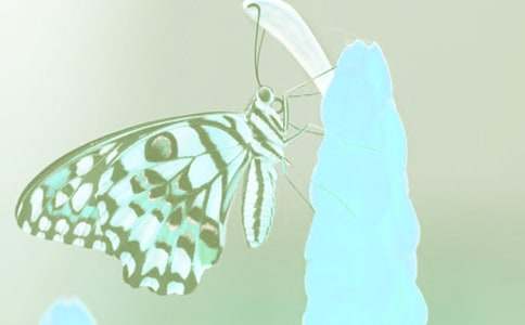 大班科學(xué)活動植物的家園—土壤教案