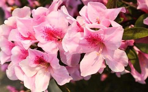 爺爺杜鵑花開了作文