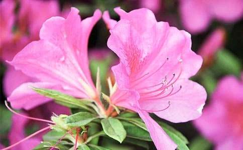 關(guān)于杜鵑花的作文