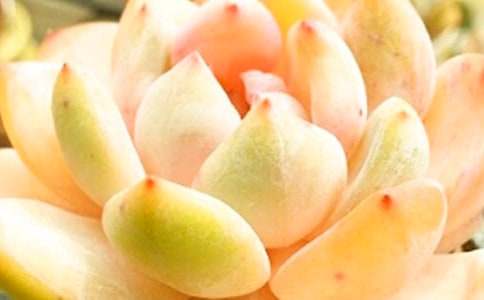 多肉作文600字四篇