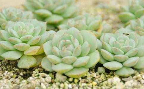 多肉與園丁-寫人作文600字 初一作文范文