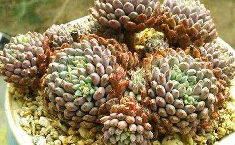 �����Ķ������꼉(j��)����