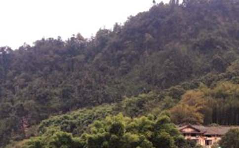 ȥ��üɽ������