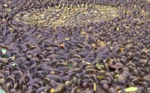 (���A)���l(xi��ng)���Z��ʯ����