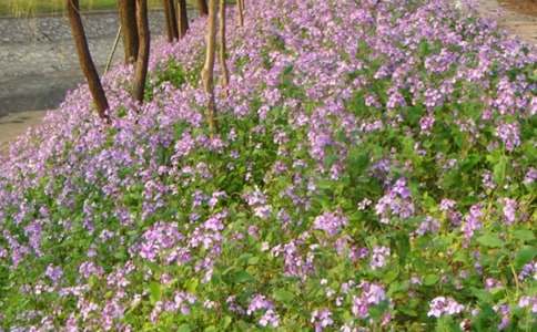 二月蘭當(dāng)花王500字作文(精選6篇)