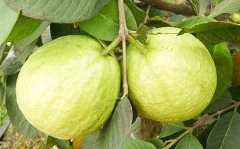 我愛(ài)故鄉(xiāng)的番石榴作文