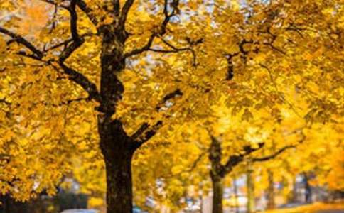 挫折也是一道美麗的風景作文