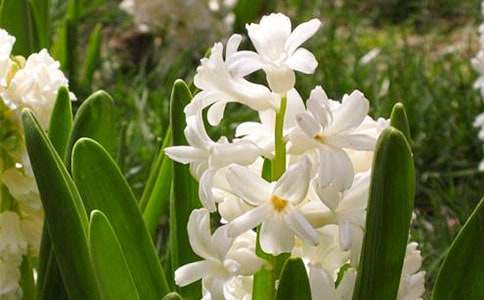 描寫風(fēng)信子的作文精華5篇