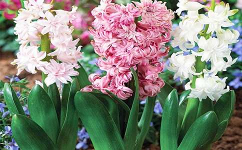 風(fēng)信子作文集錦15篇