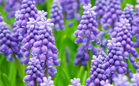 描寫風(fēng)信子的作文范文(通用15篇)