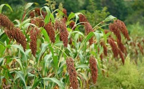 小學(xué)語文《高粱情》教案范文