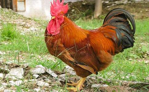 驕傲的公雞童話故事(通用15篇)