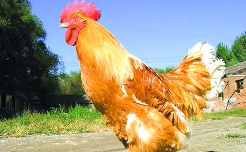 公雞和鴨子三年級童話作文