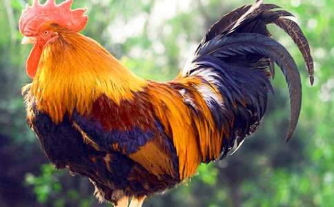 �P(gu��n)�ڹ��u��ͯԒ��������