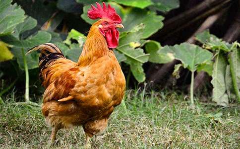 ���u��ò����(��(y��u)��)