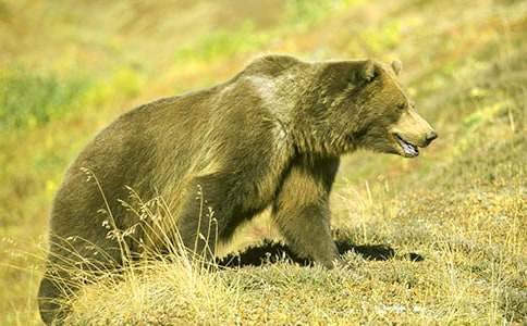 寓言故事欣賞:狗熊挖塘