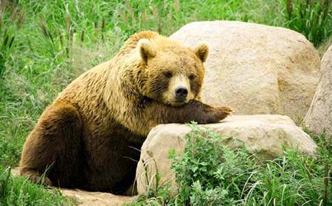 �Ϯ�(d��ng)?sh��)Ĺ���ͯԒ���?/></p><p>�����Һ�؂���룺�@����ɶ�r���B(y��ng)�˹�����Ī�����ϴ���͵���������u���������н������ص��B(y��ng)��ֻ�C�������ҡ���������һ��Ҫ�낀�k����׽ֻ�u�Գ���</p><p>�����Һ�؂߅��߅�����@�r����Ҋ��������һ��F��Ӱ�u�u�λε������Ɓ����������p�e��������㵽�˴�������߽��r���Һ�؂���J�����ǹ�����������̫���ˣ����k���ˣ��@�����һ�һ��������һ��֮���������Һ�؂���d�؏Ę����@�˳�����</p><p>��������������������ʳ��᣿���Һ�؂Ц���������к������ǰ����ҵ�θ������ˡ������ܴ����^�f�������������ڴ��ӵă����Ұl(f��)�F(xi��n)���S��������҂�һ��ȥ������ȥ�������ҷ��ۣ���ȥ�u����������Ć᣿�ҺþÛ]�Է��������ǬF(xi��n)�ھ��߰����������d�^�ò��c�����������Һ�؂͵Ц�������@�������@ô�����Ϯ�(d��ng)������̫��������</p><p>���������b���b�_�����M�˴��ӣ���߀�Ǳ��C���l(f��)�F(xi��n)����(d��ng)�C������(zh��n)�����Еr����Ҋվ���Լ���ǰ���@����Ȼ������Ҳ��Ͻ������������Ⱦ����������˫C�����Һ�؂�͹��ܱ���Ŀ��(bi��o)��ȥ�����ց����������ҵ��˷��������d�^���^���^�������Լ�����һ�����v���������S��ƿ��������@�����u������u���u��y��һ�F������������Һ�؂ �����֮�����Bæ׽����ֻ�u������˴�����</p><p>��������Ҳ���u���@���ˣ������������������˃���������(d��ng)������Ҋ��һֻ�������������㌦�����M���ˇ���ʽ��һ�D���������ܱ�������؂����ò��������˳�������һ߅������������һ߅��ŭ���f����ԓ���ĻҺ�؂��������һ���ҕ�������ѩ�޵�����</p><p>���Ϯ�(d��ng)?sh��)Ĺ���ͯԒ���¡����P(gu��n)���£�</p><p><a target=