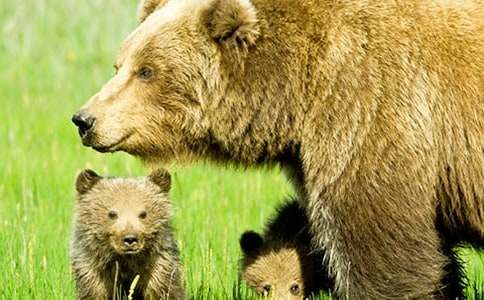 有關(guān)狗熊作文500字3篇