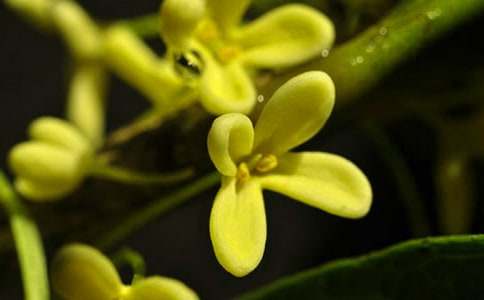 桂花樹作文抒情(通用52篇)