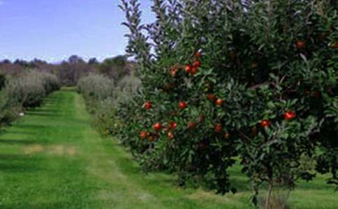 【精選】果園作文400字44篇