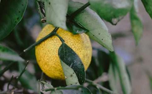 果園作文600字(精選41篇)