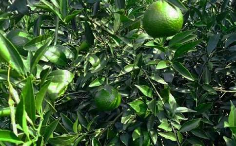 四季的果園作文11篇