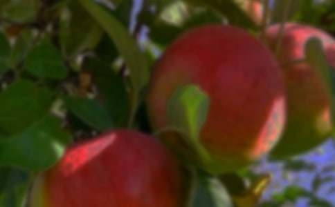 【實(shí)用】果園作文300字10篇