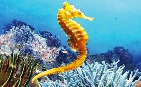 中國(guó)童話故事:海馬爸爸