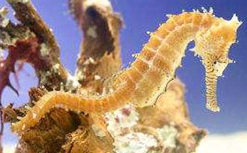 海馬爸爸的作文