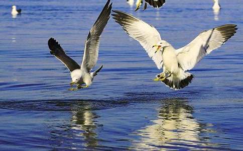 我是一只小海鷗初中作文800字