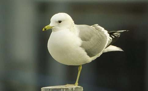 海鷗的作文300字31篇