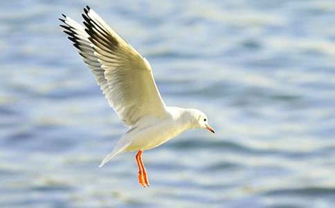 海鷗與巷燕閱讀訓(xùn)練及參考答案