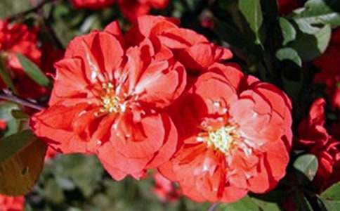 �茑���Ļ�����500��5ƪ